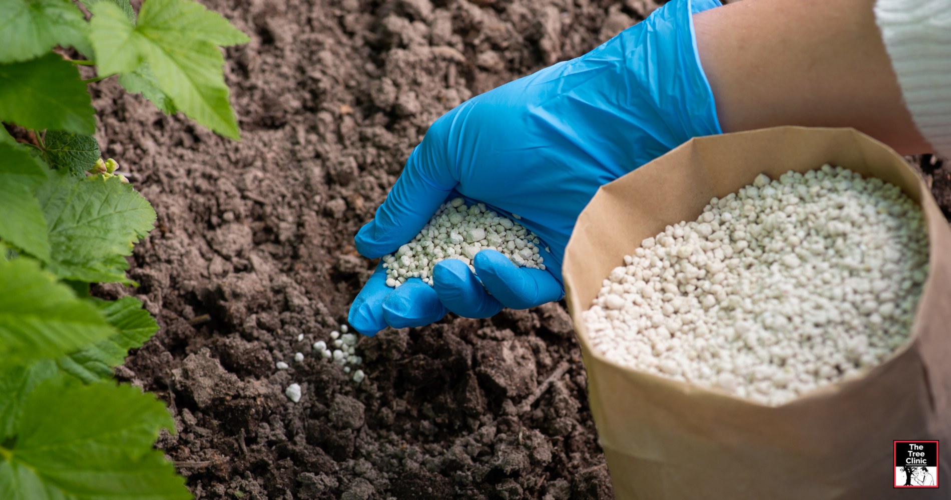 The Vital Role of Fertilization in Urban Forestry: Protecting Your Trees