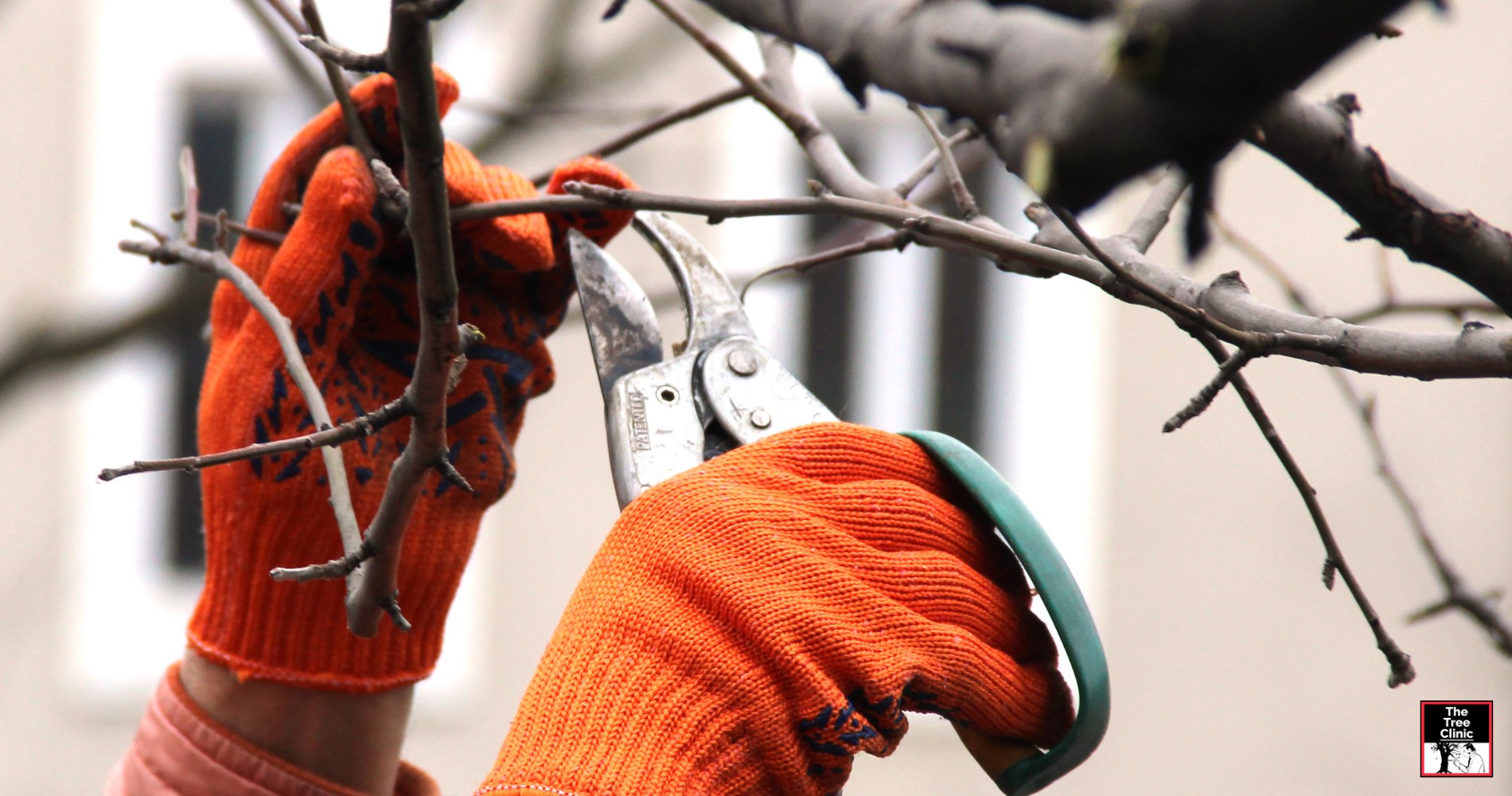 Pruning for Protection: Why Tree Care is Essential in Charleston’s Hurricane Season